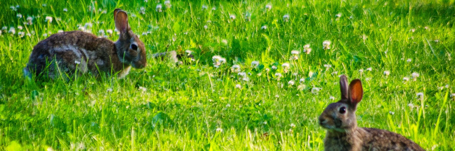 veganpathways's profile banner image