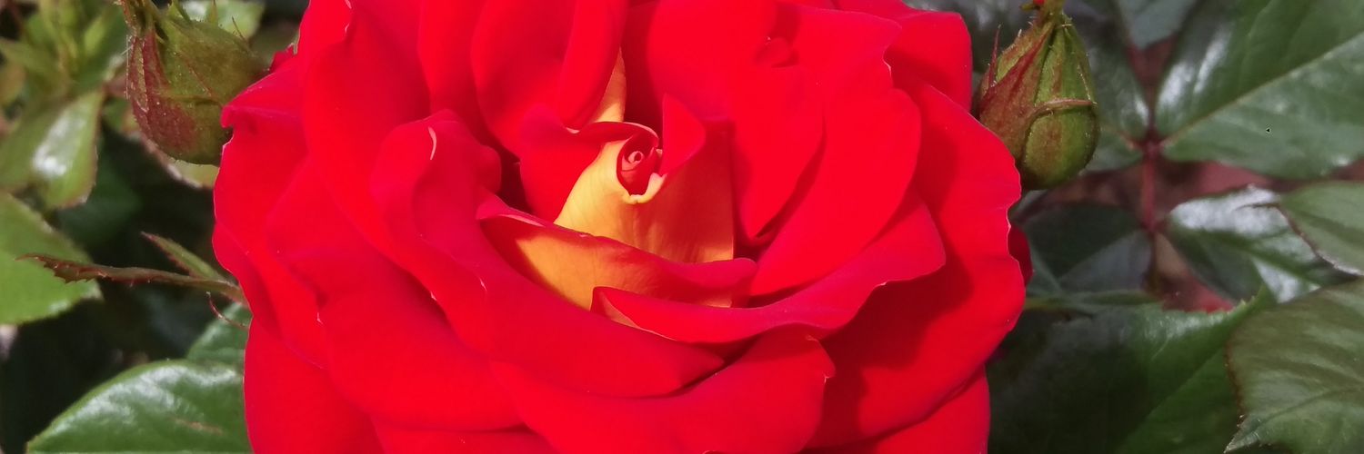 CelticSpoonie's profile banner image