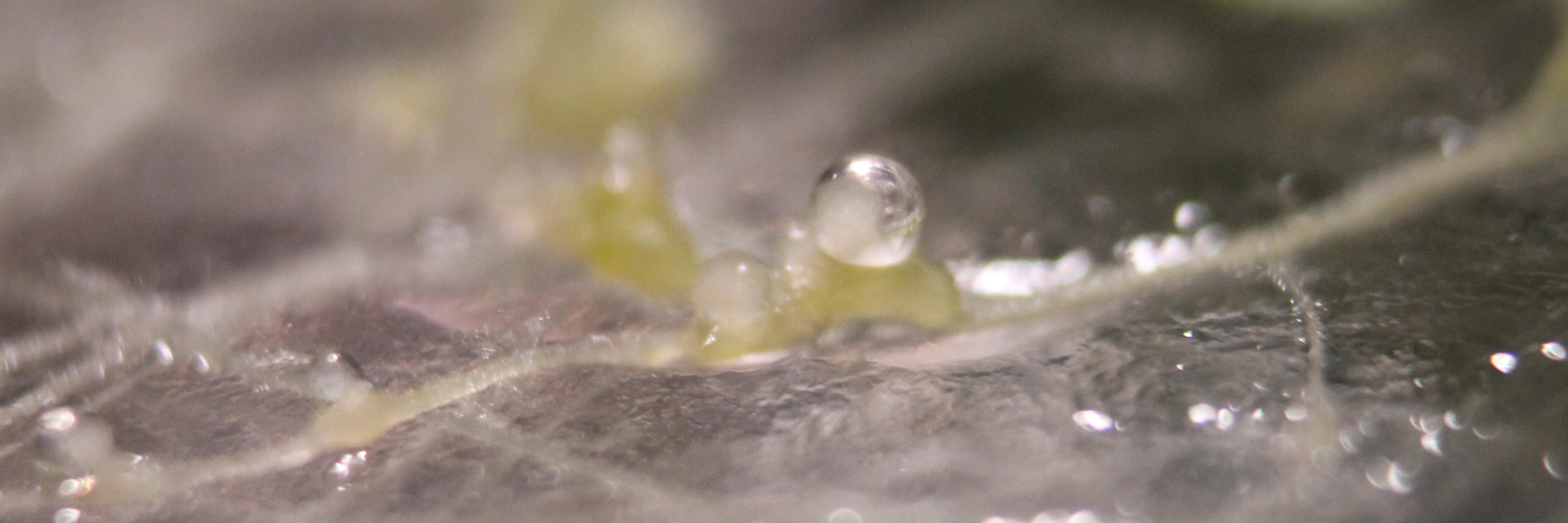 phytophthora's profile banner image