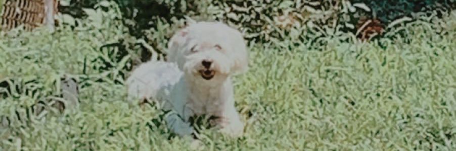 laineymariee's profile banner image