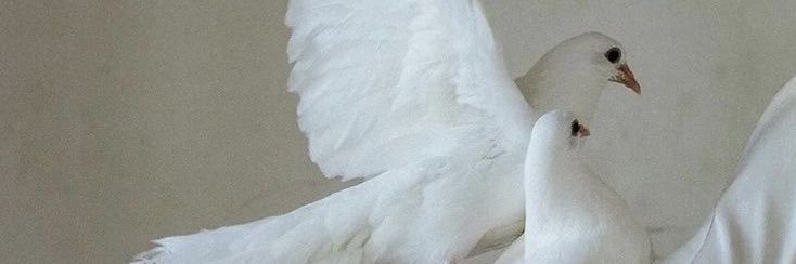 qu_3i3's profile banner image