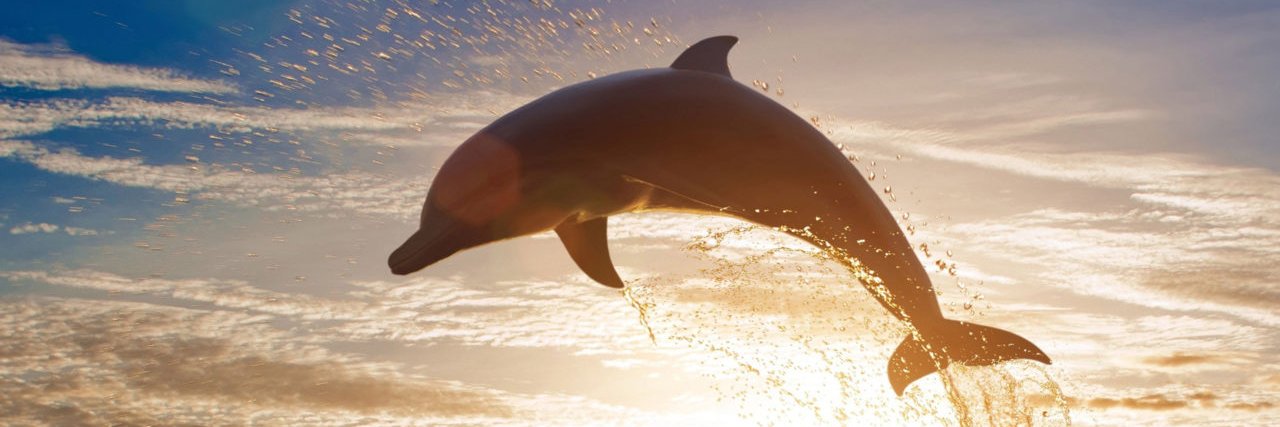 DolphinLover banner