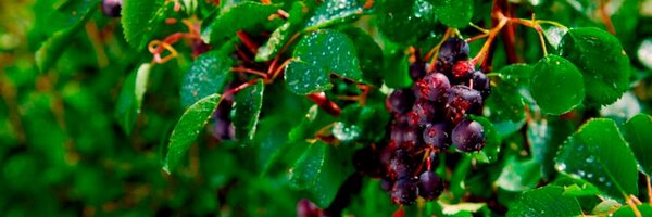 FieldStoneFruit Profile Banner