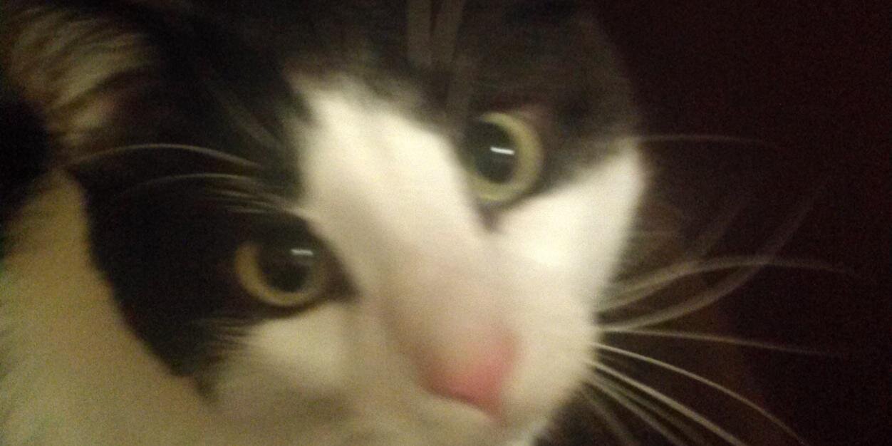 Pedro_the_cat's profile banner image