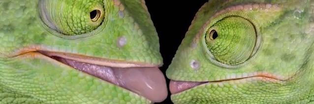 swampscuddad's profile banner image