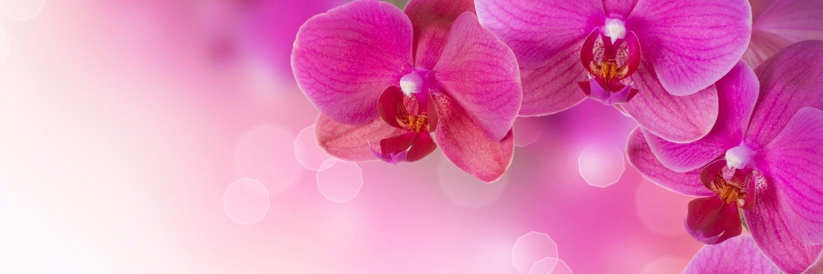 brazendreams's profile banner image