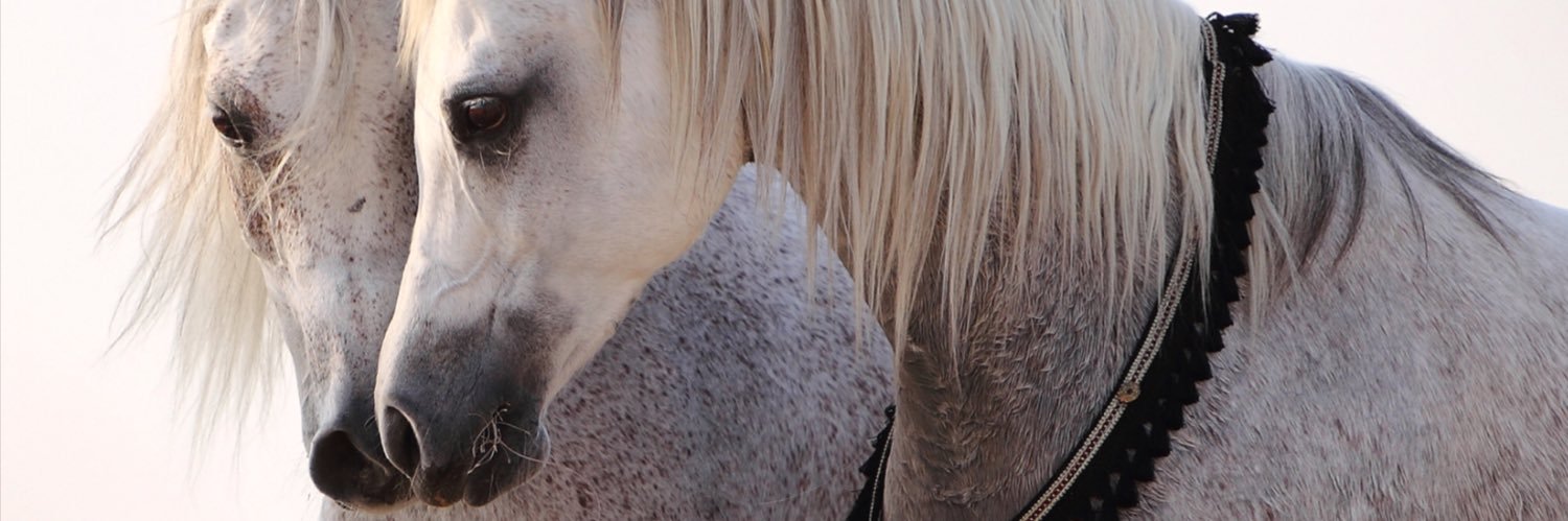 Horselover002's profile banner image