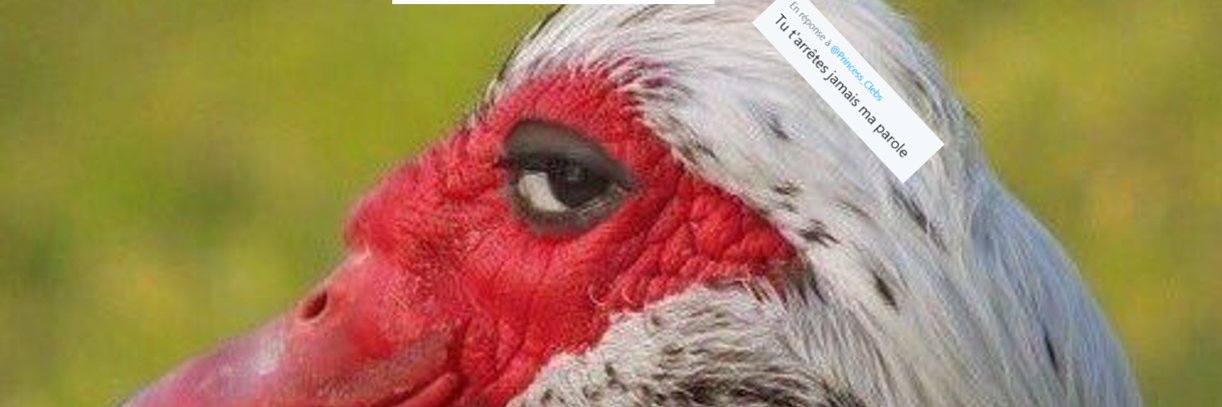 Princesse de Clèbes banner