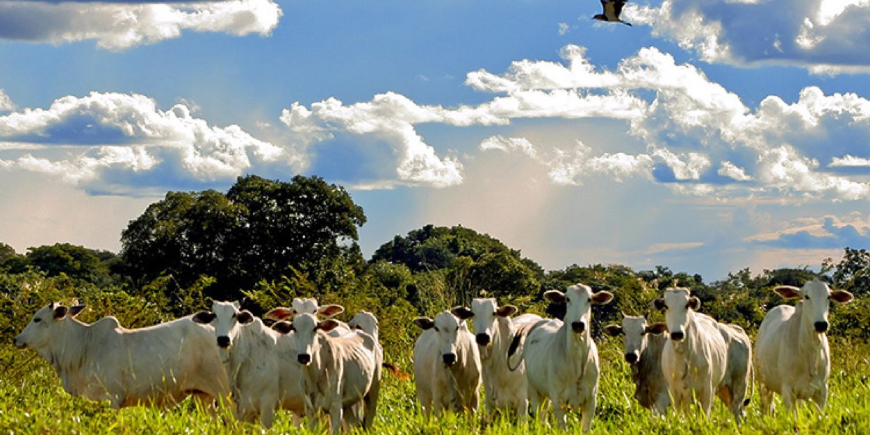 crossagro's profile banner image