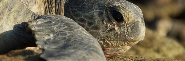 BiopixelTV Profile Banner