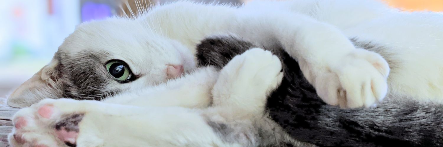 catlikeacow's profile banner image