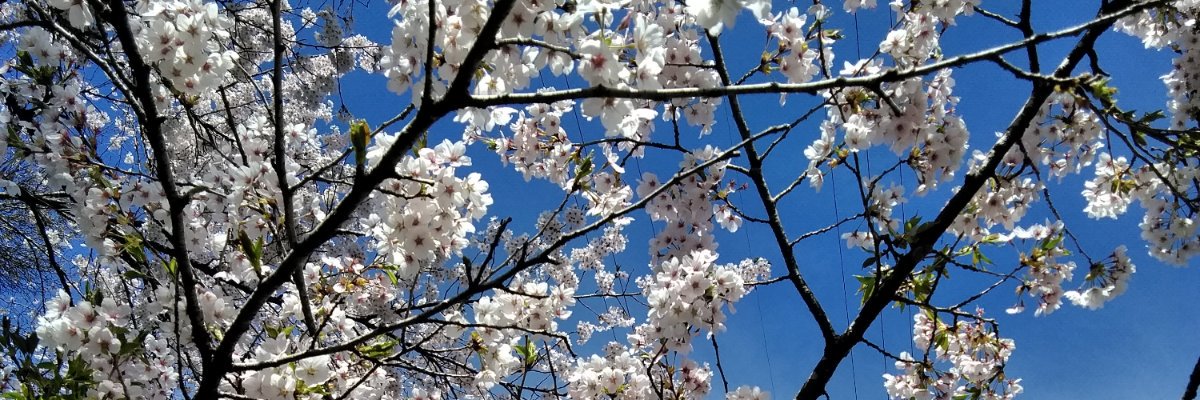 nob_koro's profile banner image