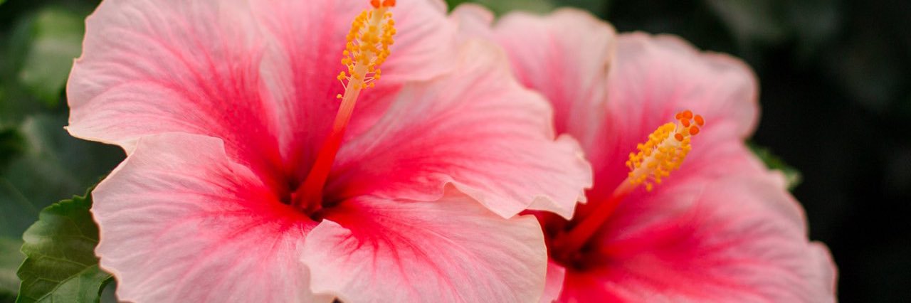Nissyluvvxx's profile banner image