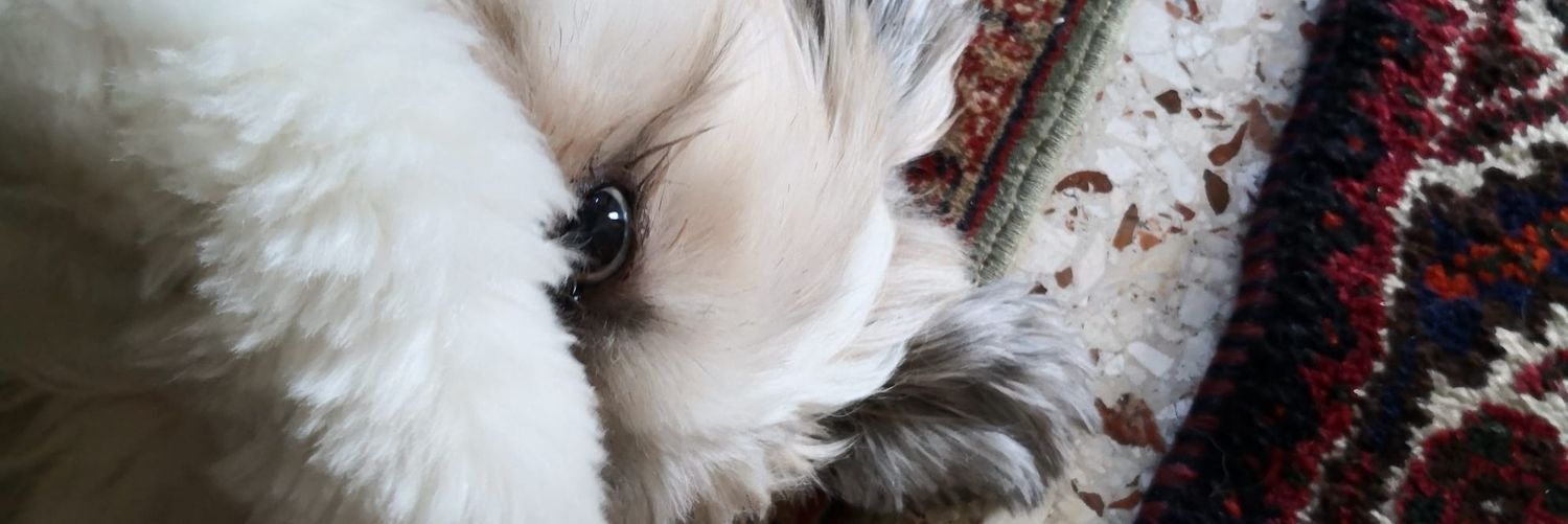 Laura Compagnino banner