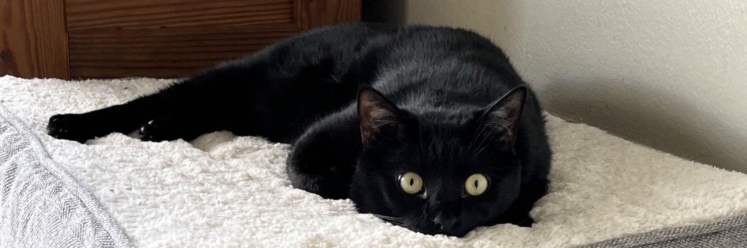 1CatPastCrazy's profile banner image