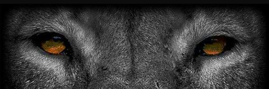 The 〽️agnamimous banner