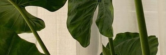 _anhayra's profile banner image
