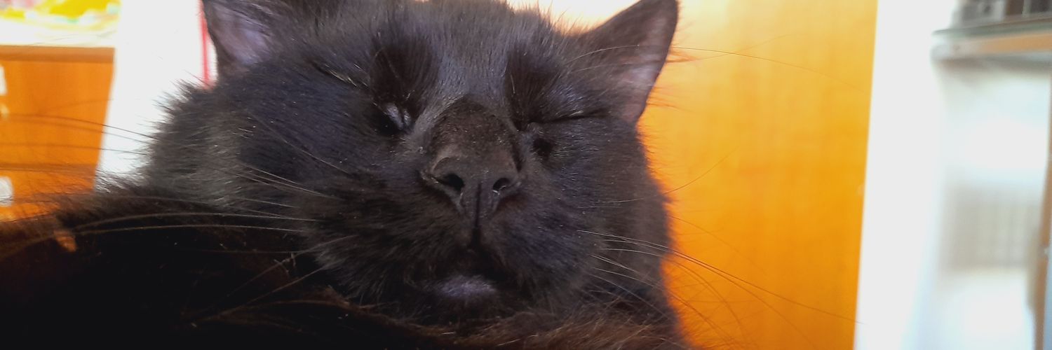 AraceliDivito's profile banner image