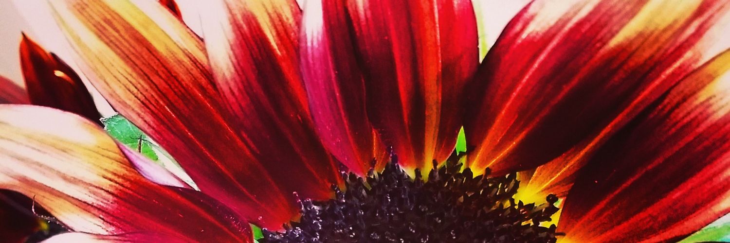 Teri_L's profile banner image