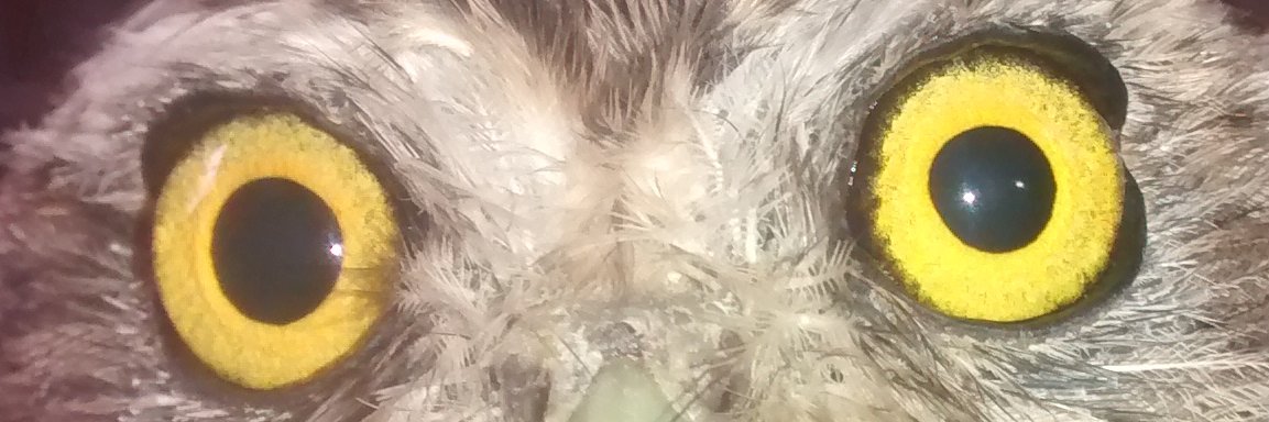 GB79 .hl base.eth | ETHGas ⛽ banner