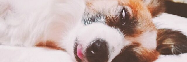 yumatanuki's profile banner image