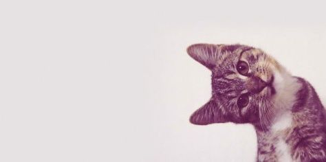 Eli_CatLady's profile banner image