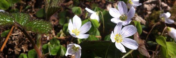 Catherine Barber banner