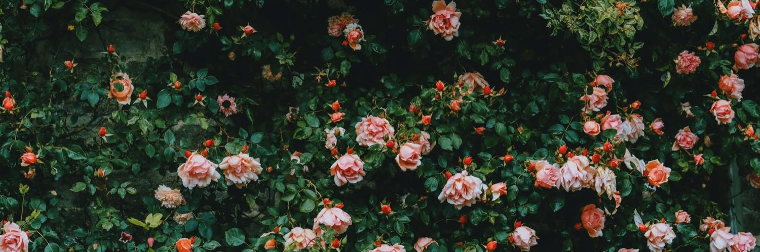 𝚃𝚑𝑖𝚠𝚊★ banner