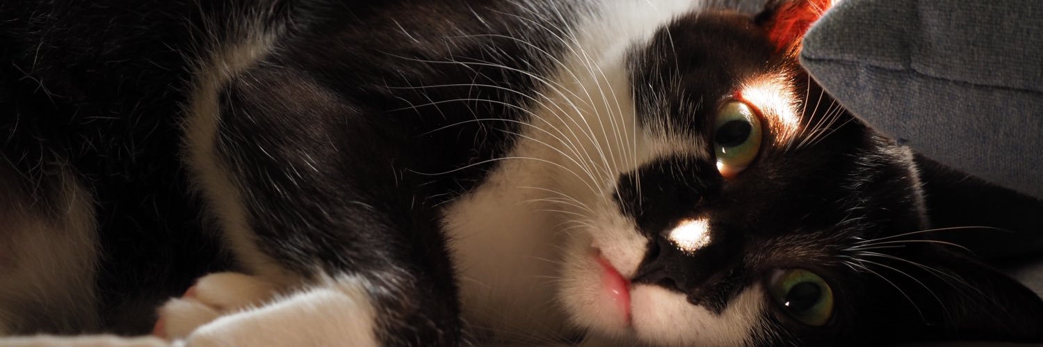 Chifatty's profile banner image