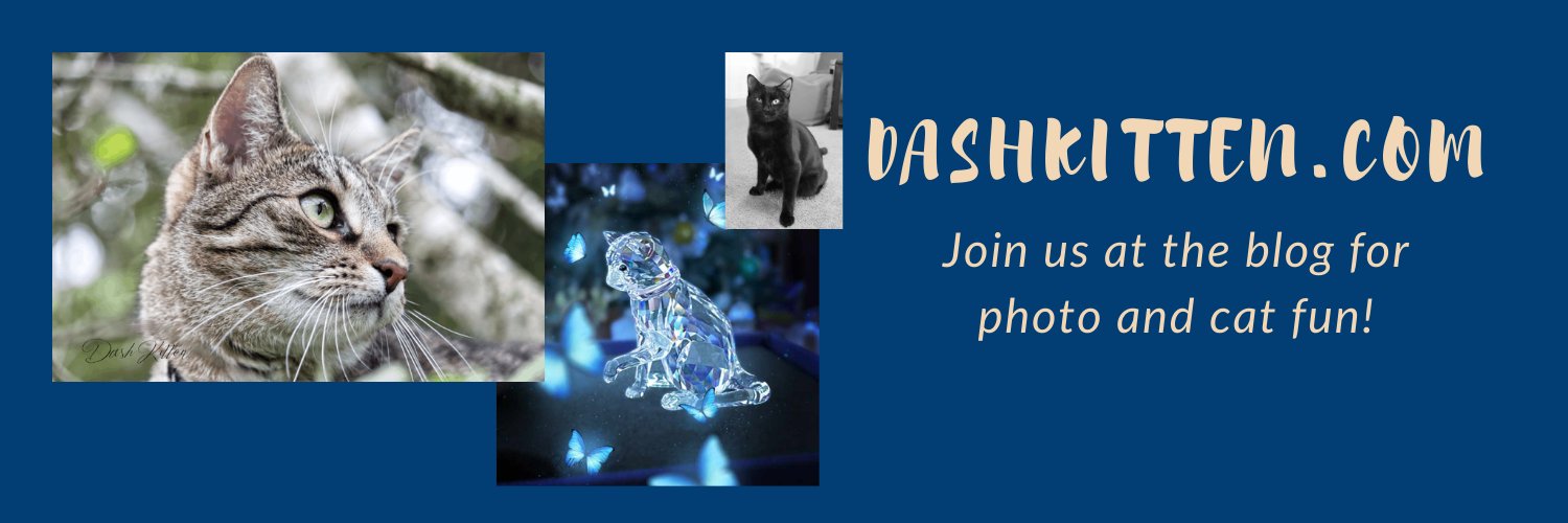 Dash Kitten Cat Photography banner