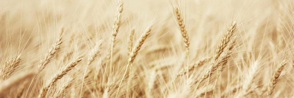 KateGiess's profile banner image