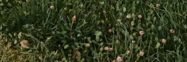 _duckduck___'s profile banner image