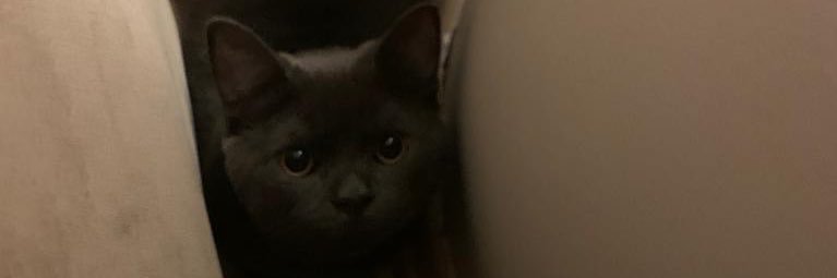 basbugseda's profile banner image