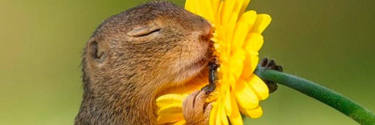 Guillaume diaz banner