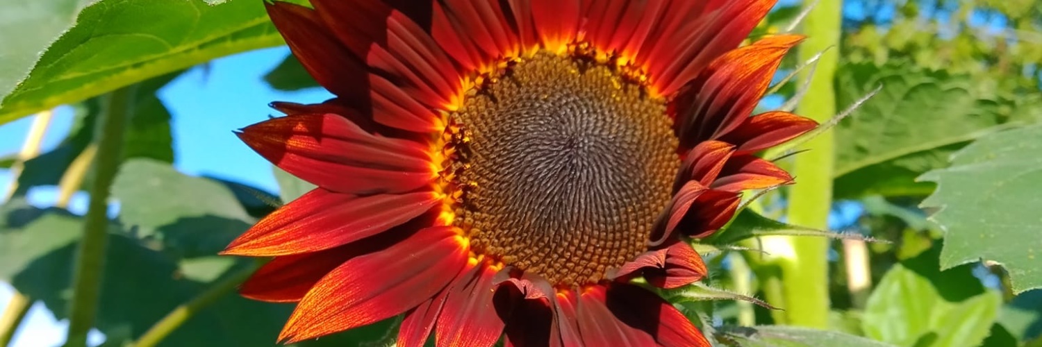 Lidia_P's profile banner image