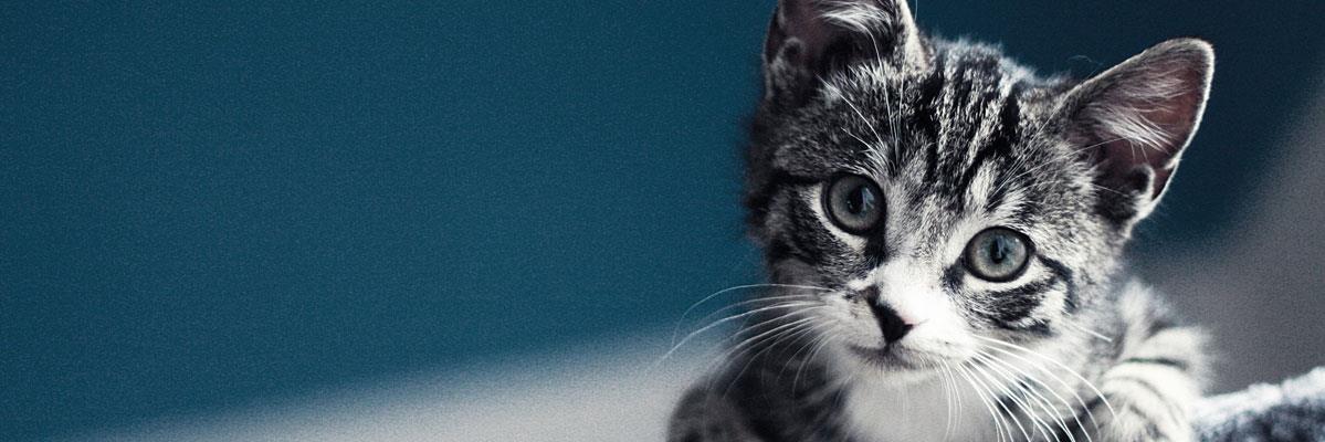 plesic's profile banner image