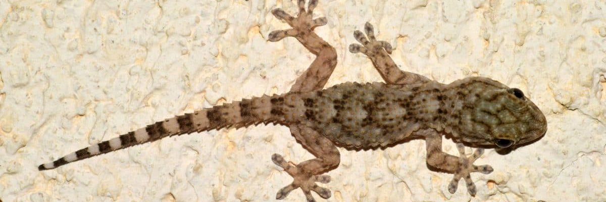 love reptiles banner