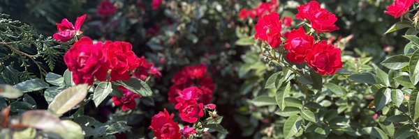 v_khio Profile Banner