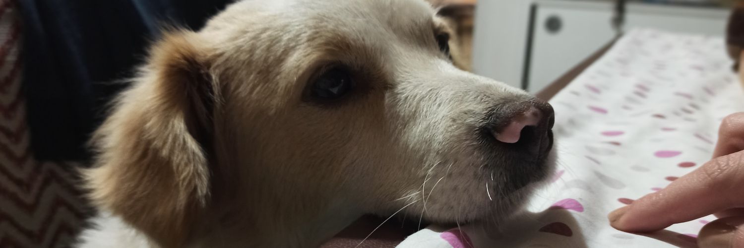 MAnicich's profile banner image