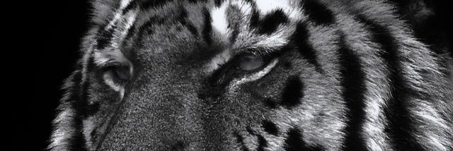 ddddviper's profile banner image