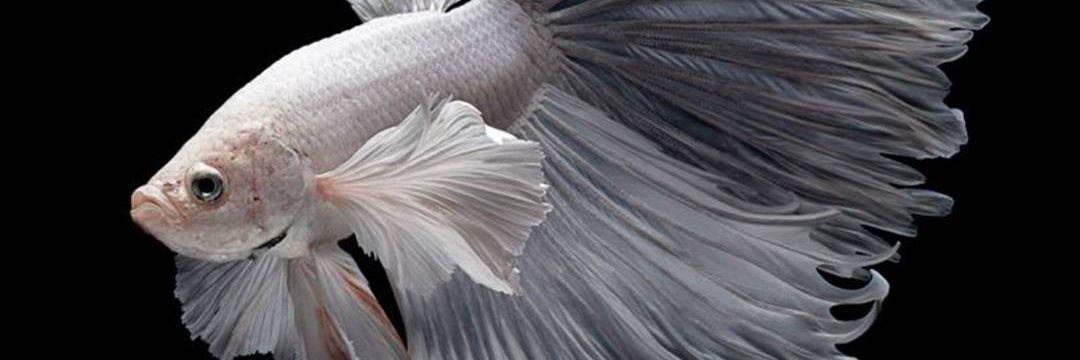 iremsanda's profile banner image