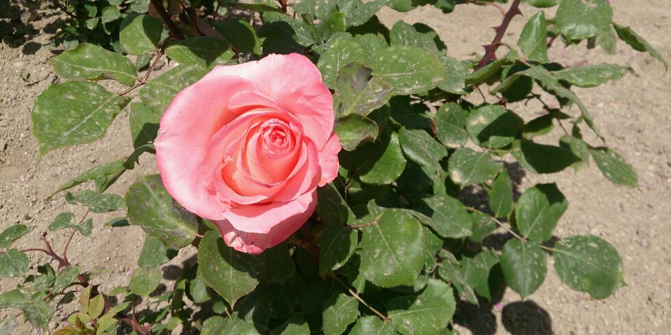 SinEnamorado's profile banner image