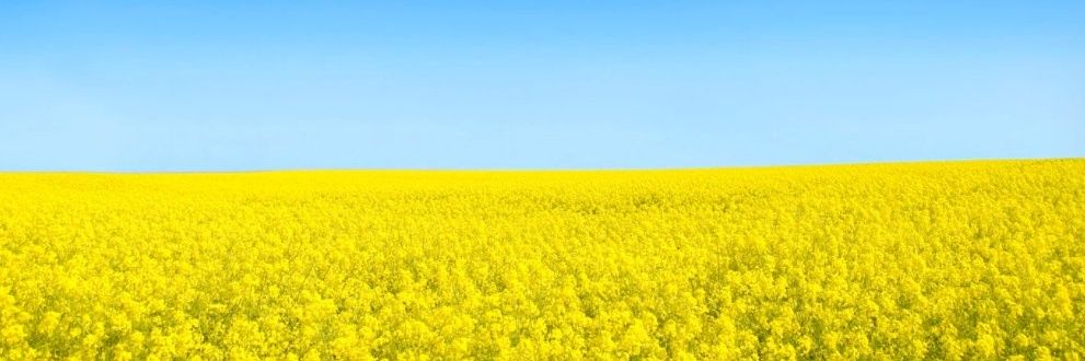 GeorgiyLevchuk's profile banner image