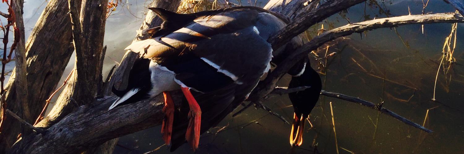 AndrewWasmer's profile banner image