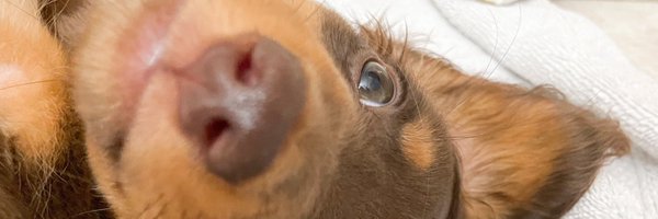 Carsonsydney14 Profile Banner