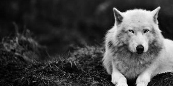AmandaR_FRF's profile banner image