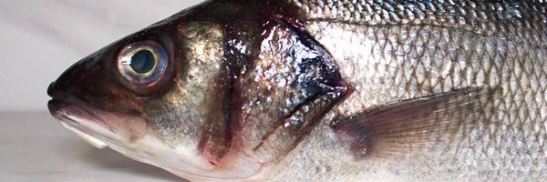 ProFishSeafood Profile Banner
