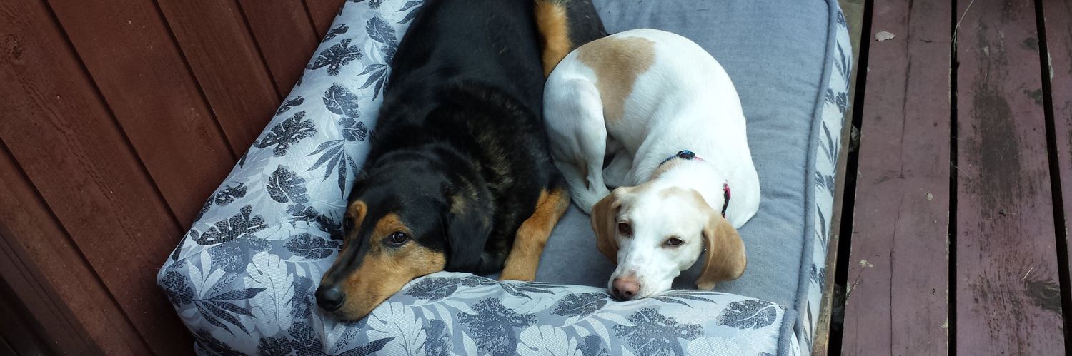 Kelly Schultz banner