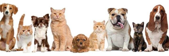 ComfyPaws's profile banner image