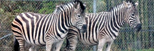 kigarakuda Profile Banner